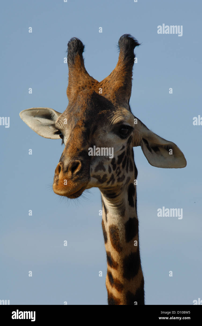 Giraffe (Giraffa camelopardalis) a riserva Masai Mara Kenya Africa Foto Stock