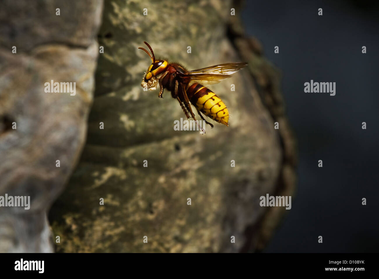 Hornet,vespa crabro,singolo adulto in volo, immettendo il nido con la pasta di legno per la nidificazione , Devon UK Foto Stock