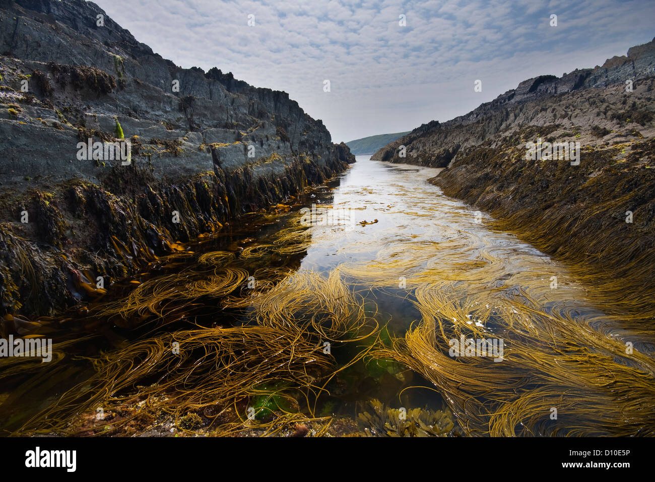 Le alghe burrone coperto a Noss Mayo sulla South Devon Coast , Foto Stock