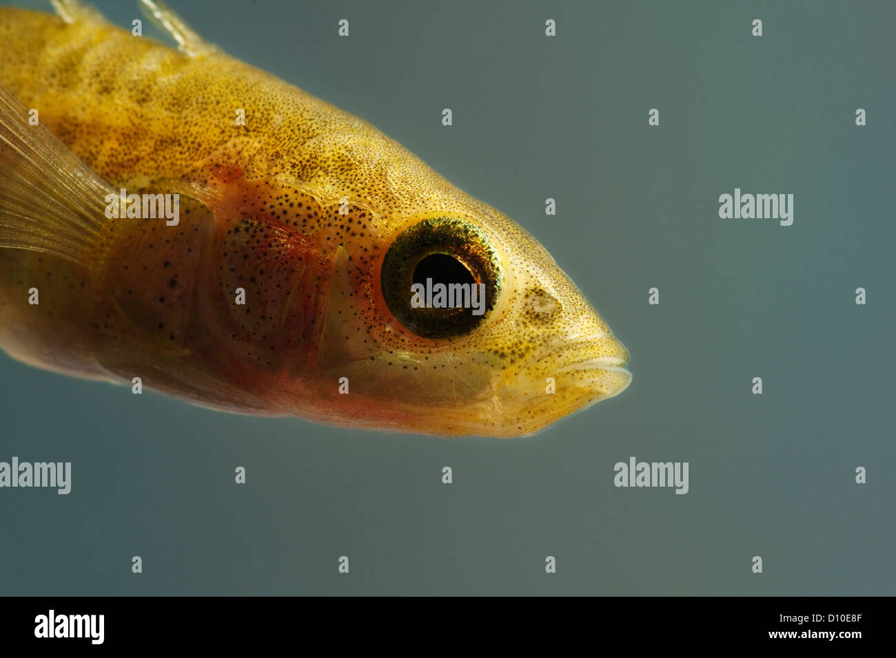Tre Spined Stickleback,Gasterosteus aculeatus aculeatus,singolo pesce,vicino il colpo di testa,Devon, Regno Unito Foto Stock