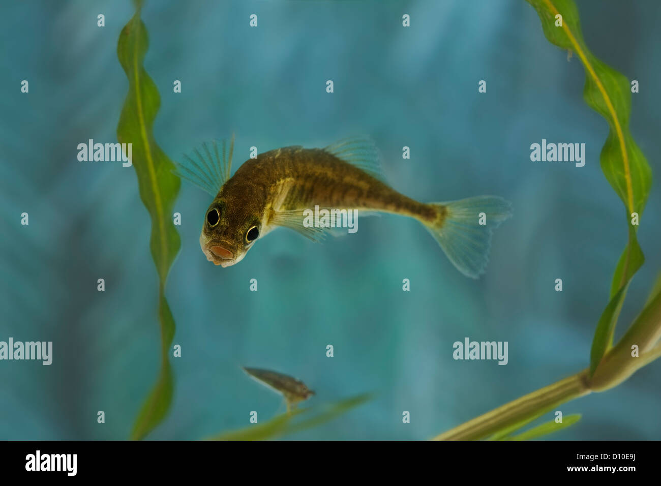 Tre Spined Stickleback,Gasterosteus aculeatus aculeatus,singolo pesce che nuota verso la telecamera. Devon, Regno Unito Foto Stock