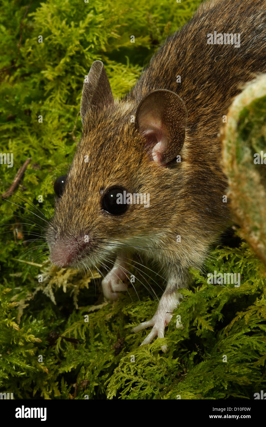 Mouse di legno,Apodemus sylvaticus singolo adulto verticale ( colpo alla testa) Devon UK Foto Stock