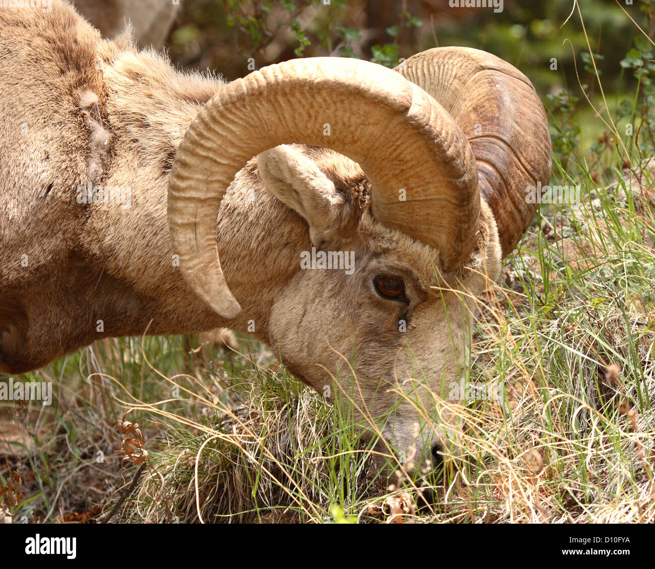 Un Bighorn Ram prendendo un morso di erba. Foto Stock