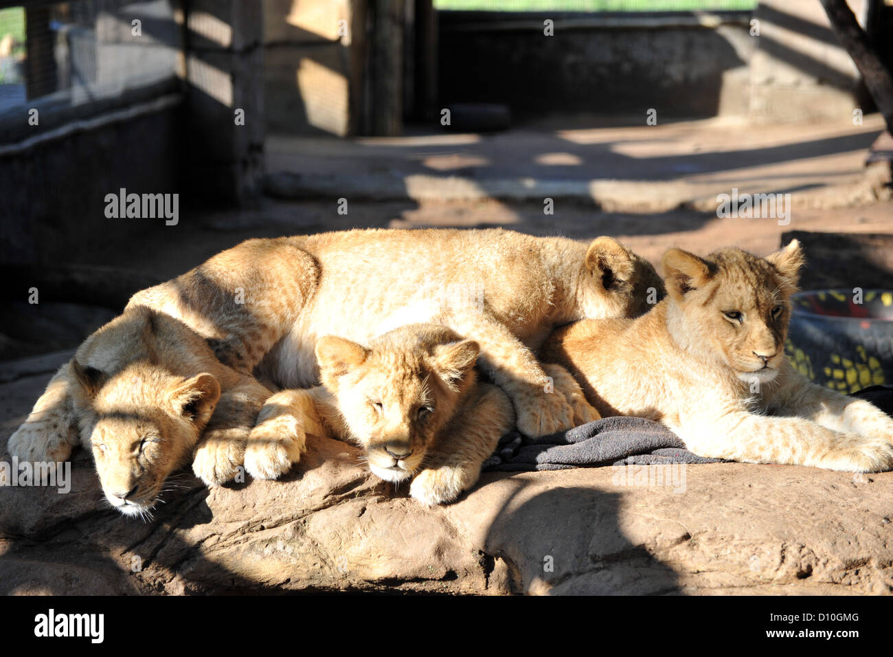 Lion cubs in cattività in un sudafricano Game Reserve. Foto Stock