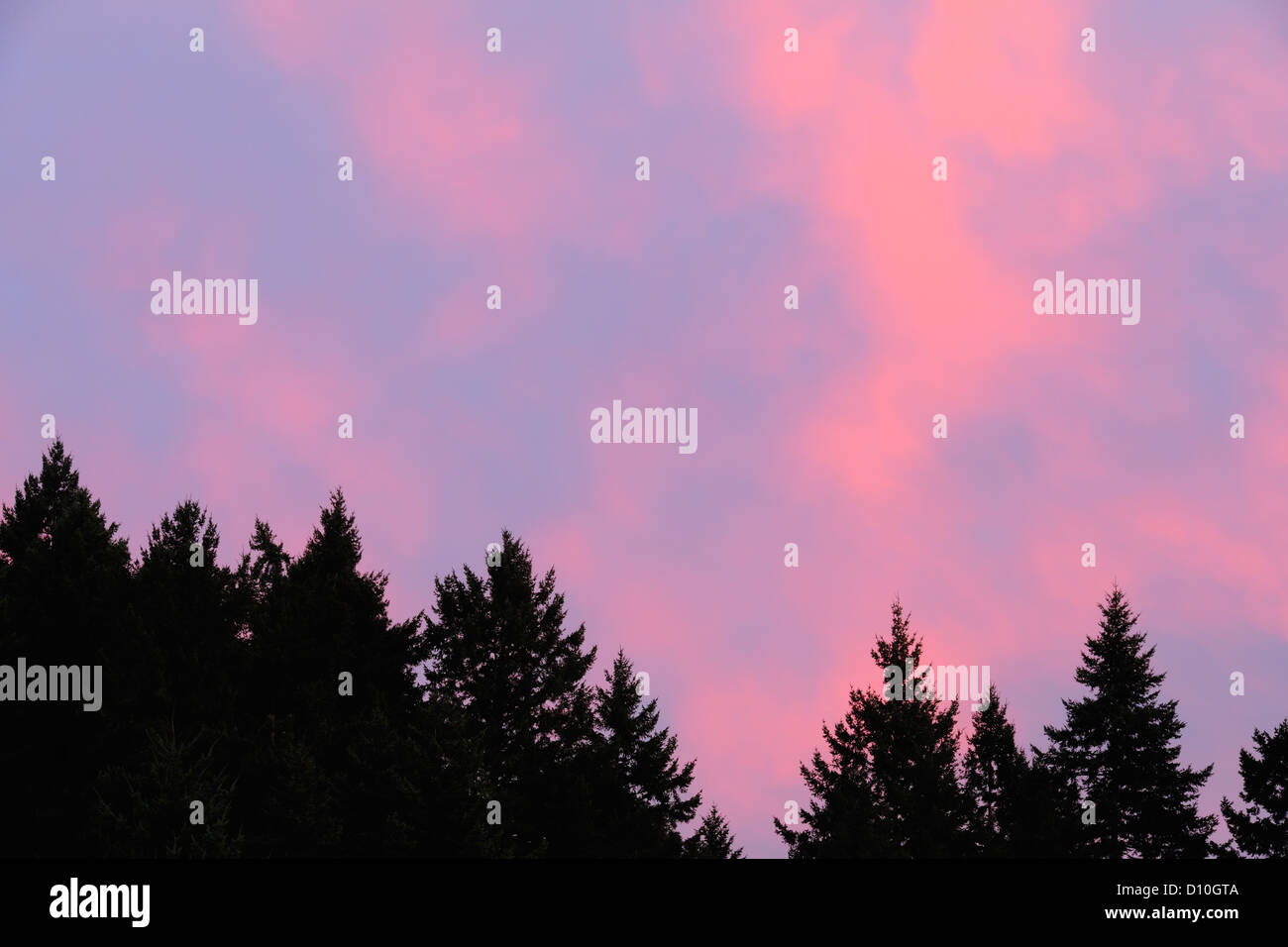 Cielo di tramonto e da alberi di pino, di Nanaimo, BC, Canada Foto Stock