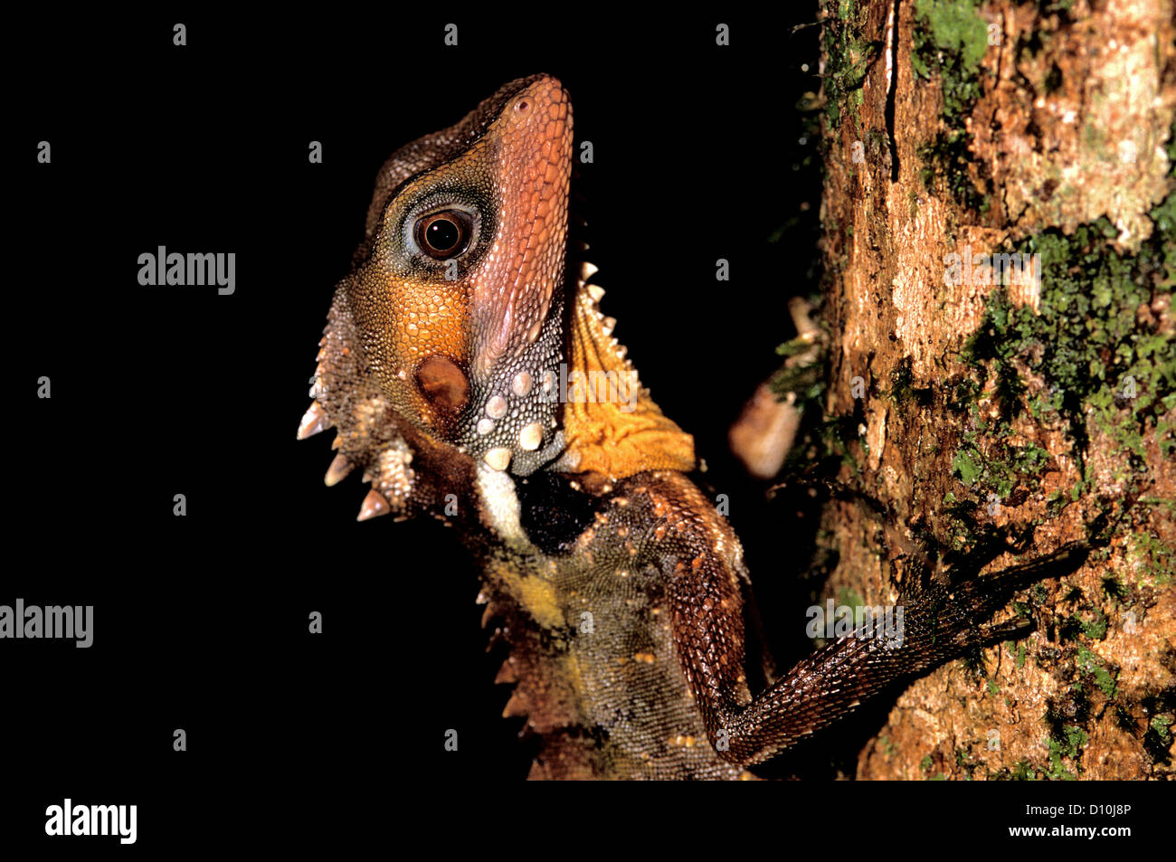 Boyd's Forest Dragon che arrampica su un albero della foresta pluviale. Foto Stock