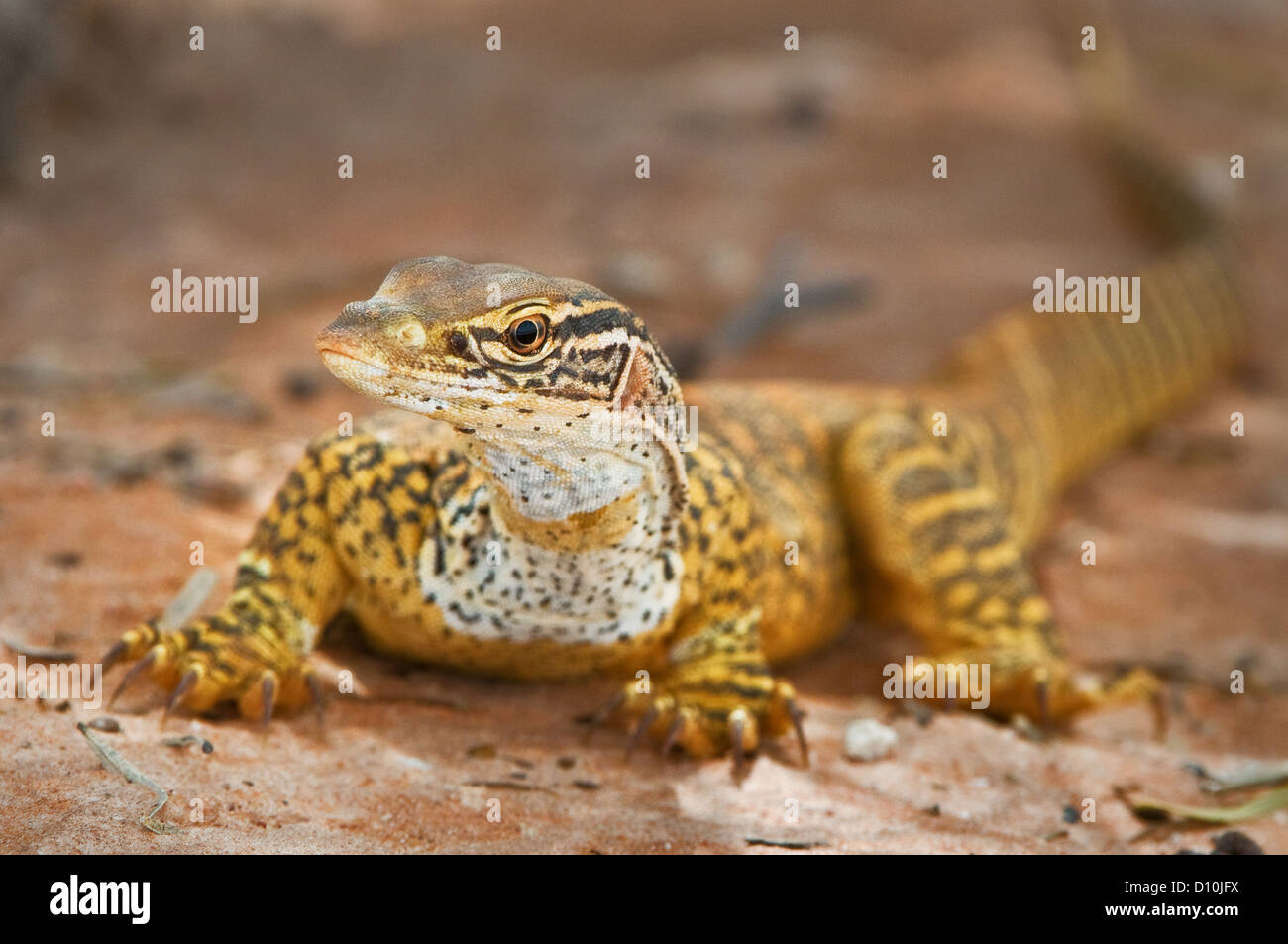Gould's Goanna foraggiando a terra. Foto Stock