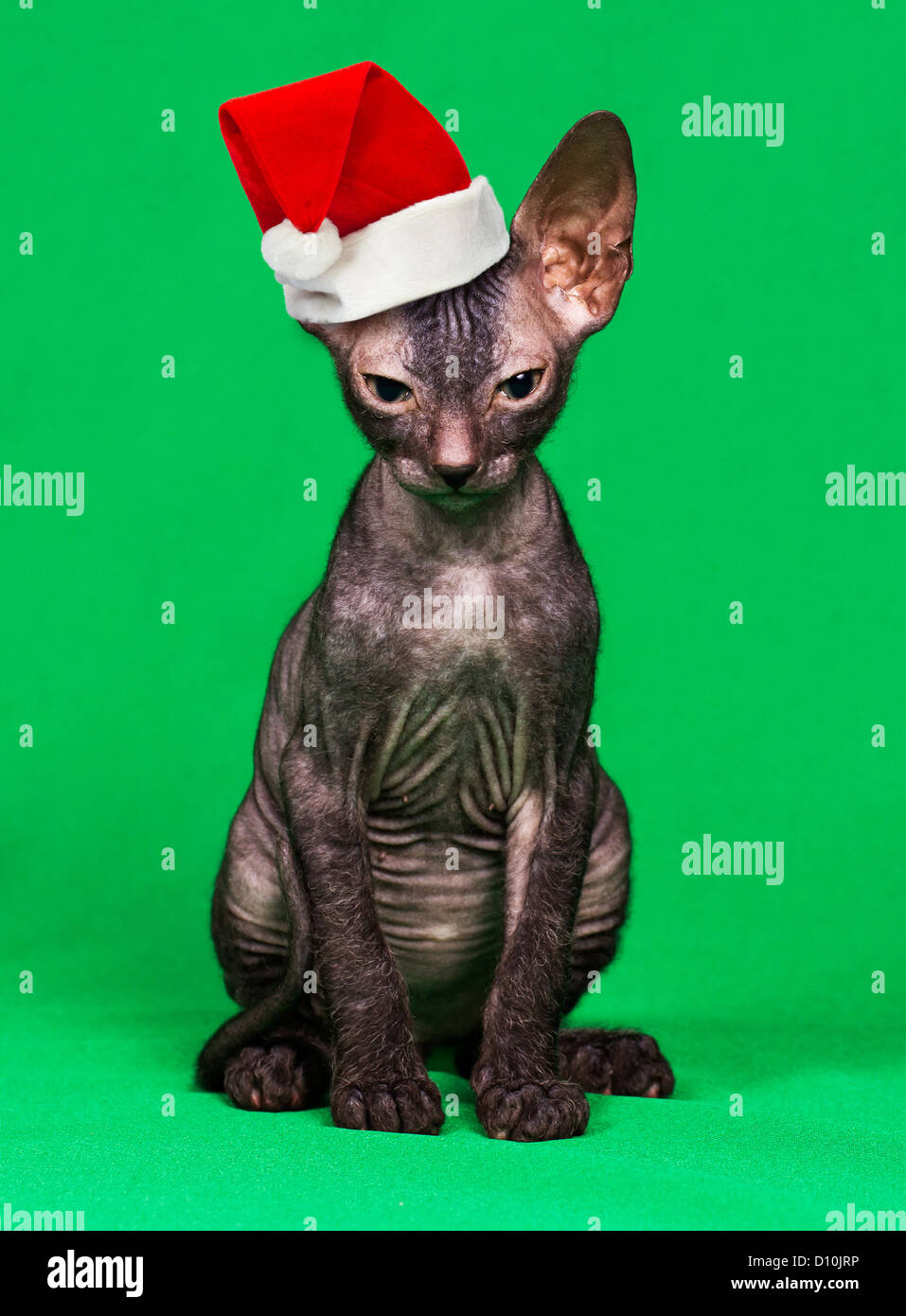 Gattino in un cappello di Natale su uno sfondo verde Foto Stock