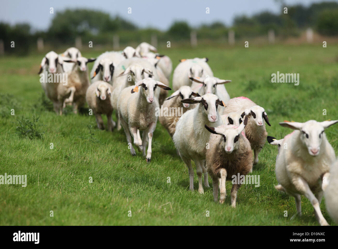 Schierensee, Germania, Kaerntner bicchieri pecore pascolano sulla buona Schierensee Foto Stock