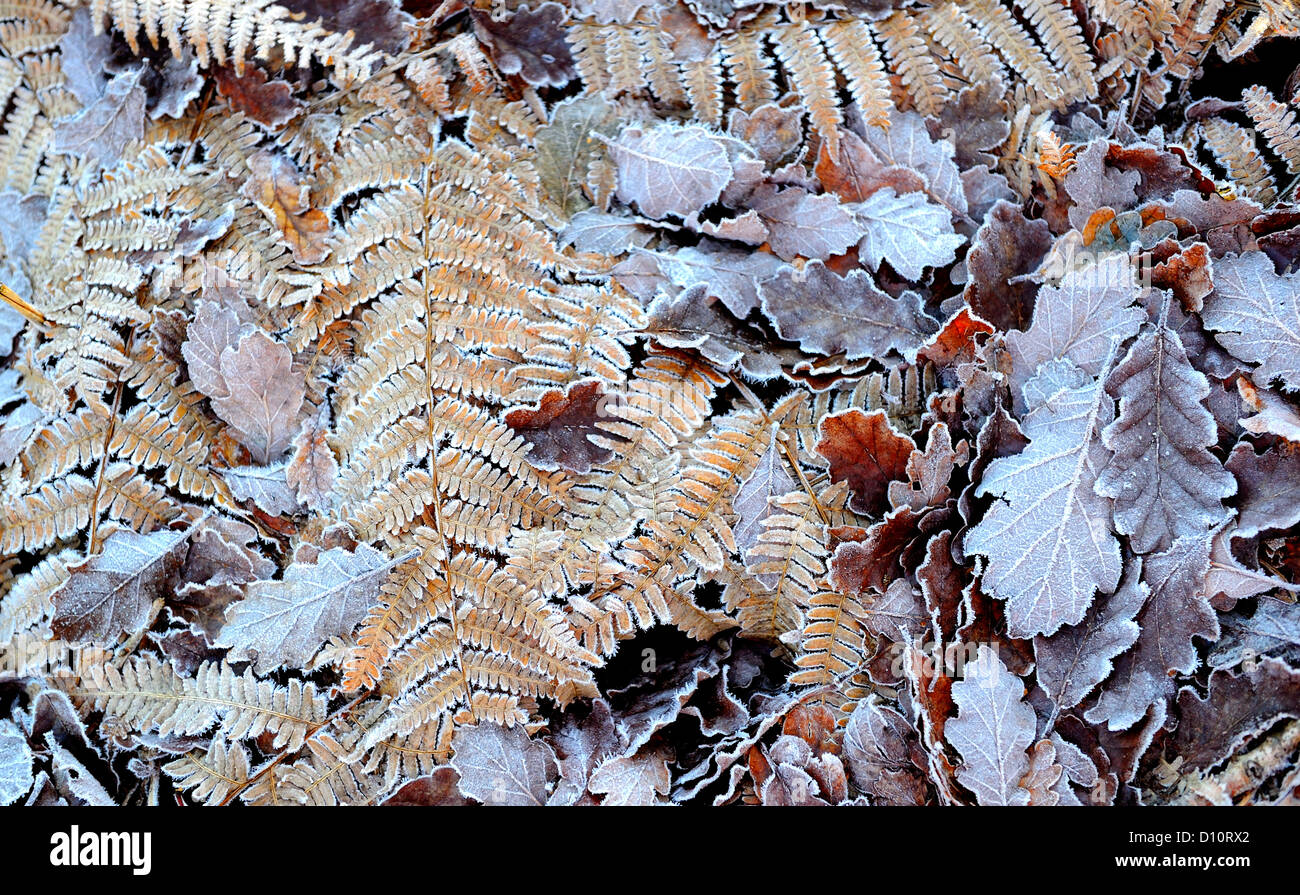 In rovere e foglie di felce giacente sul suolo della foresta con un rivestimento di brina su di essi. Foto Stock