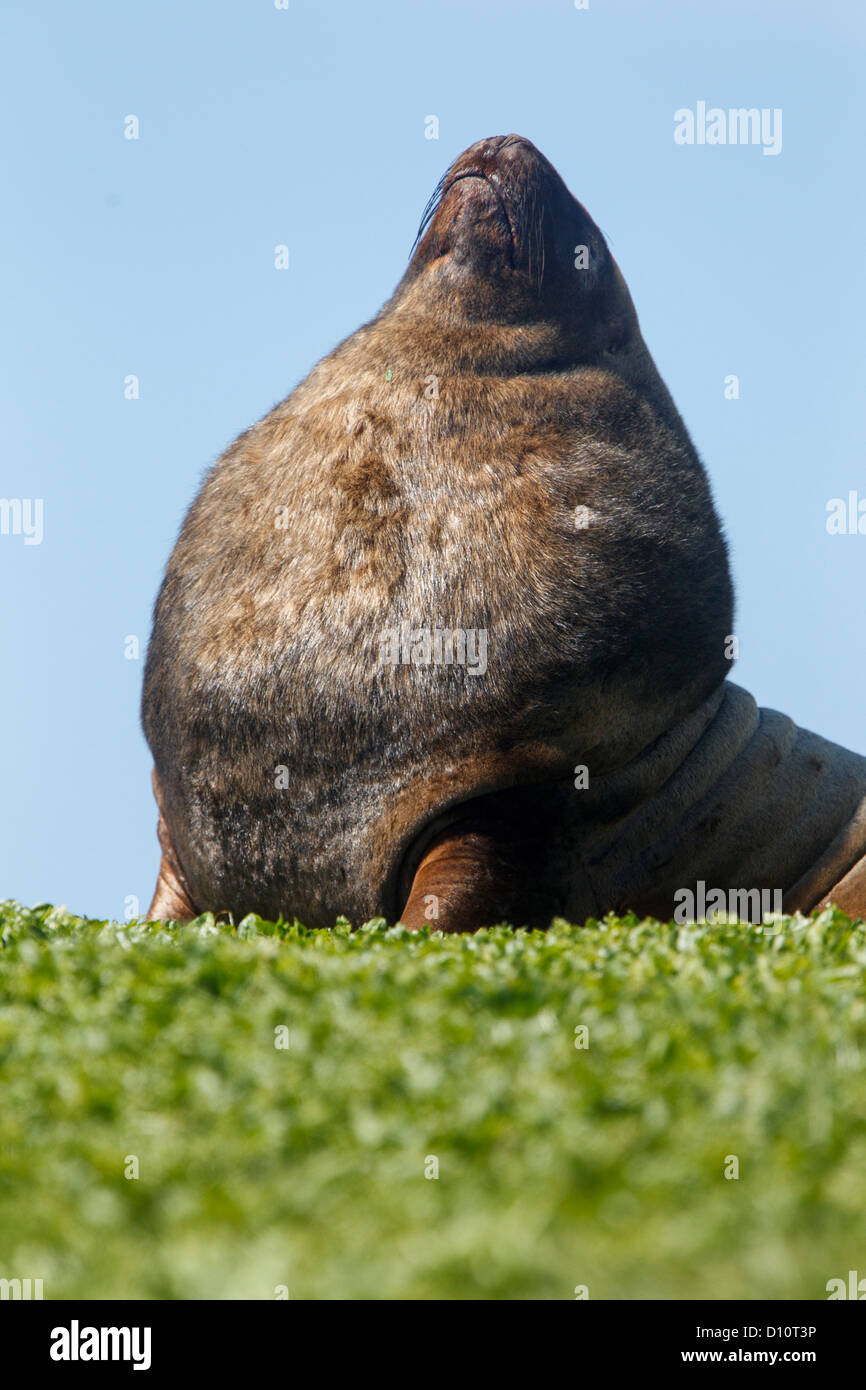 Nuova Zelanda Sea Lion (Phocarctos hookeri) noto anche come Hooker il leone di mare presso Campbell Island Isole Subantartic, Nuova Zelanda Foto Stock