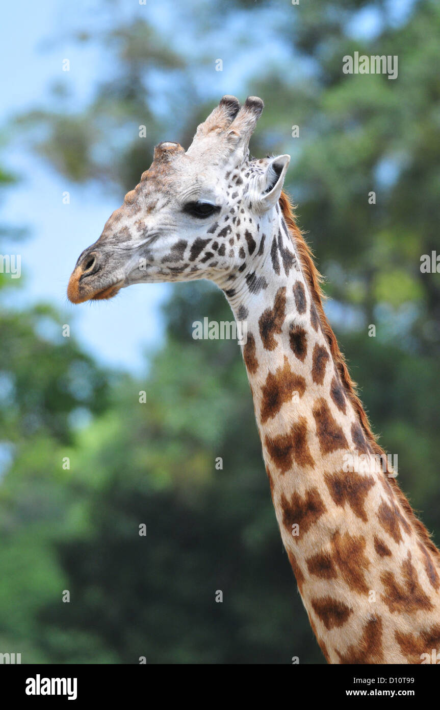 Giraffa Foto Stock