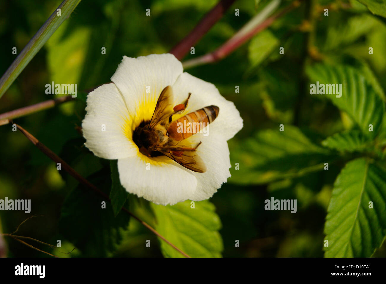 Il miele delle api sul fiore selvatico succhiare miele Foto Stock