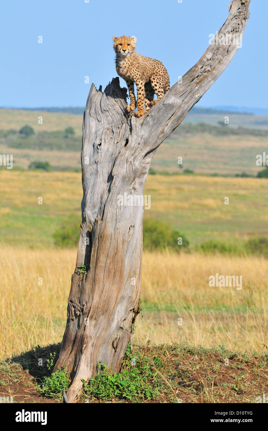 Ghepardo Foto Stock