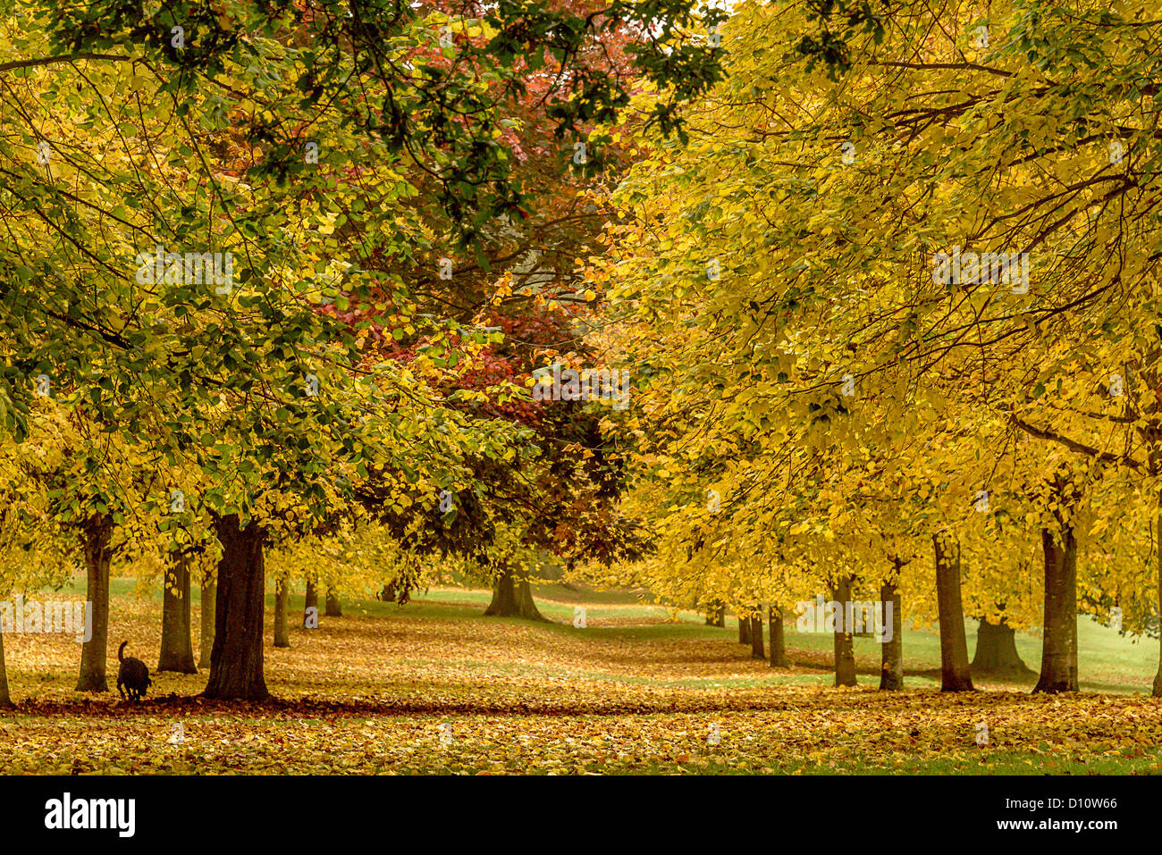 Un cane nero gioca in un parco tra i colori d'autunno alberi Foto Stock