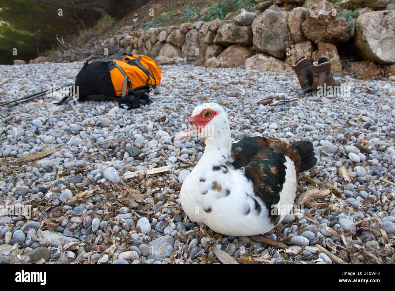 Seagull maiorca isole baleari Spagna Europa Mediterranea Foto Stock