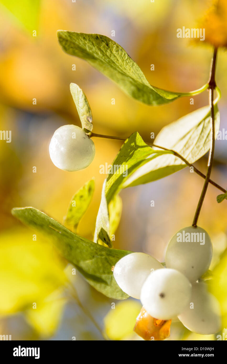 Sorbus aucuparia, bianco con bacche e foglie autunnali Foto Stock