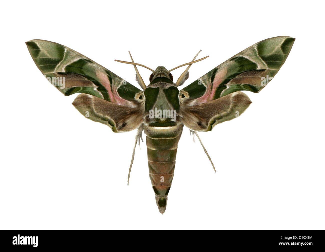 Oleandro Hawk-moth, Daphnis nerii Sphingidae,. In Africa e in Asia. Europa in estate. Foto Stock