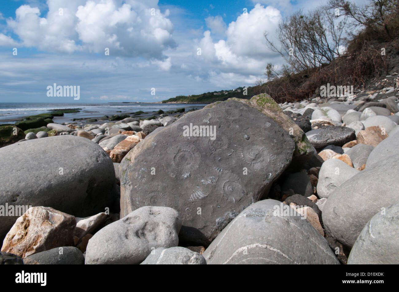 Fossili. Ammoniti sulla roccia sulla spiaggia tra Charmouth, Dorset, e Lyme Regis, Devon, Regno Unito. Foto Stock