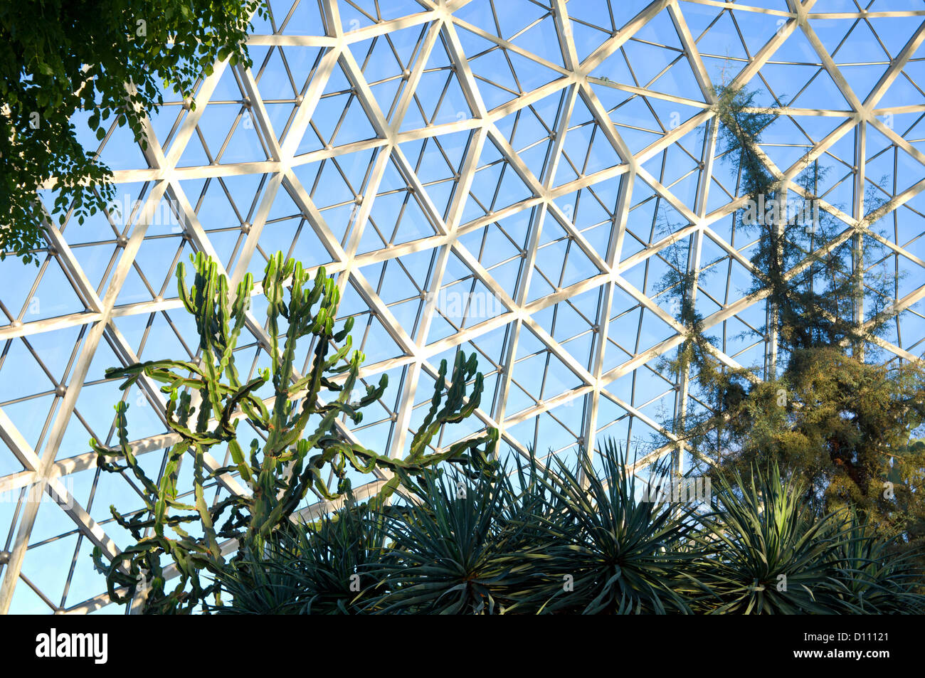 Succulente e euphorbia impianto all'interno della cupola del deserto a mitchell park cupole a Milwaukee nel Wisconsin Foto Stock