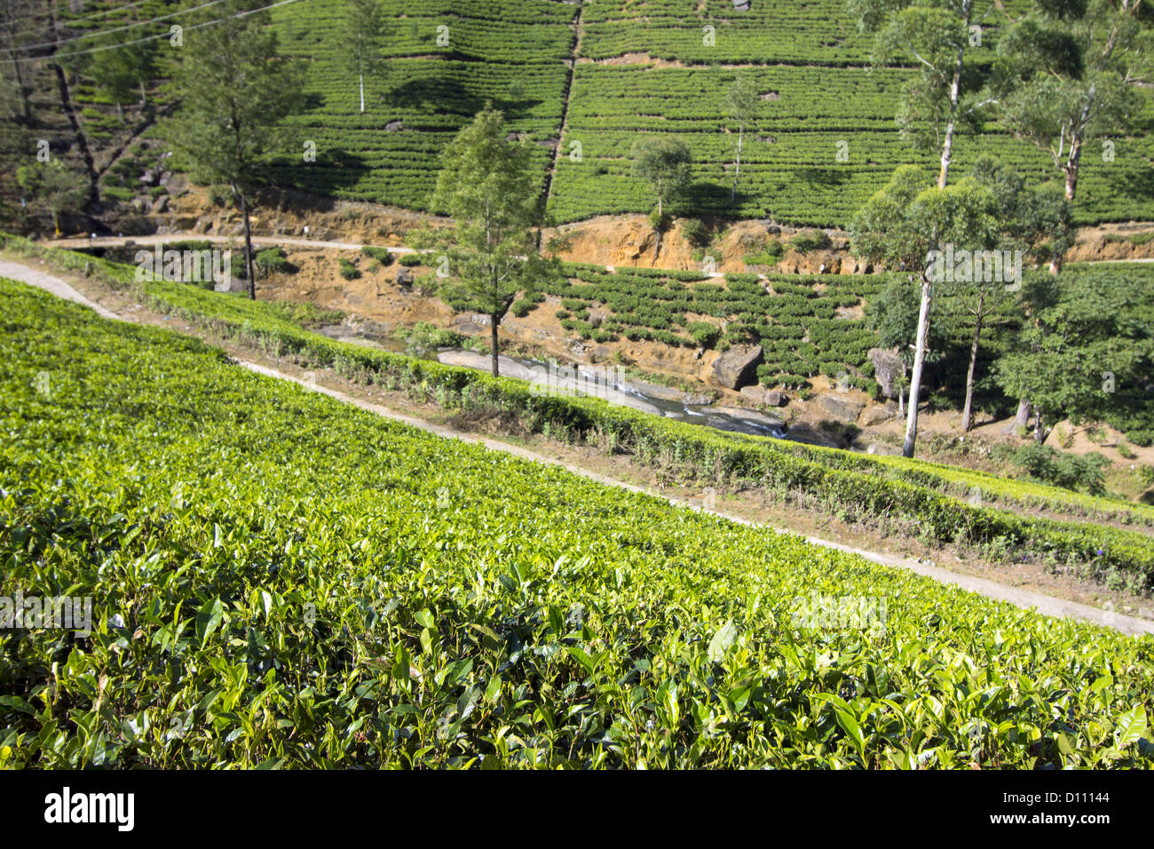 Sri Lanka tea garden montagne in Nuwara Eliya Foto Stock