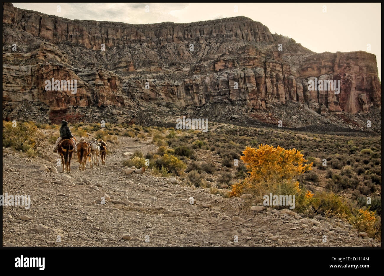 Ragazzo che conduce una mulattiera fino il sentiero Havasupai Foto Stock