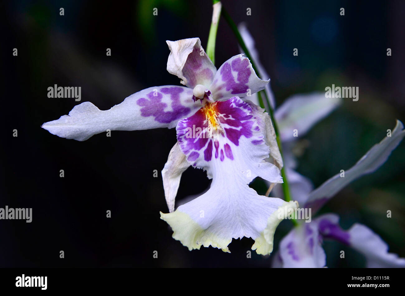 Bianco e Viola Orchid con linguetta gialla Foto Stock