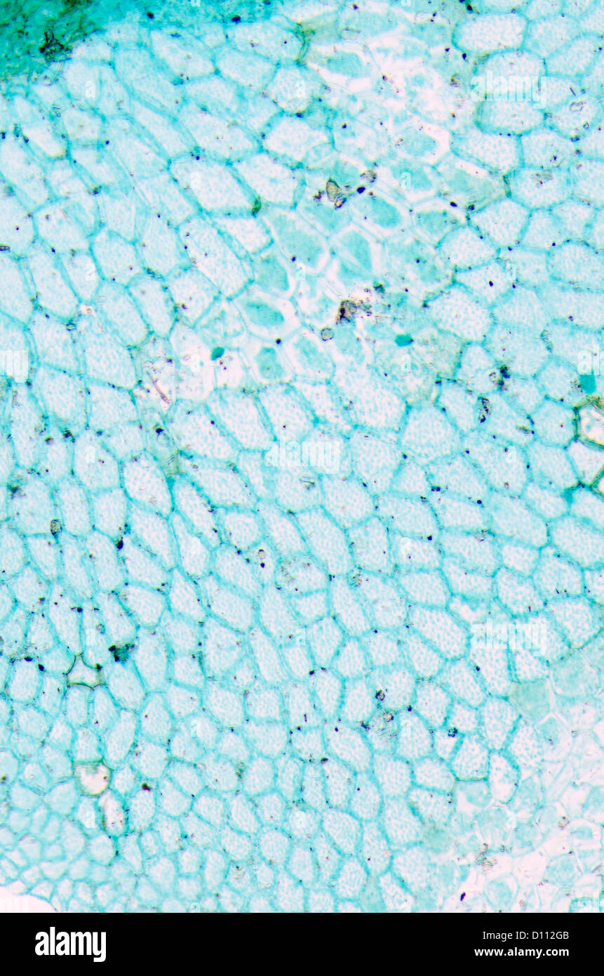 Nuovo sporofito di foglia di felce prothallium, micrografia di luce, 50X Foto Stock