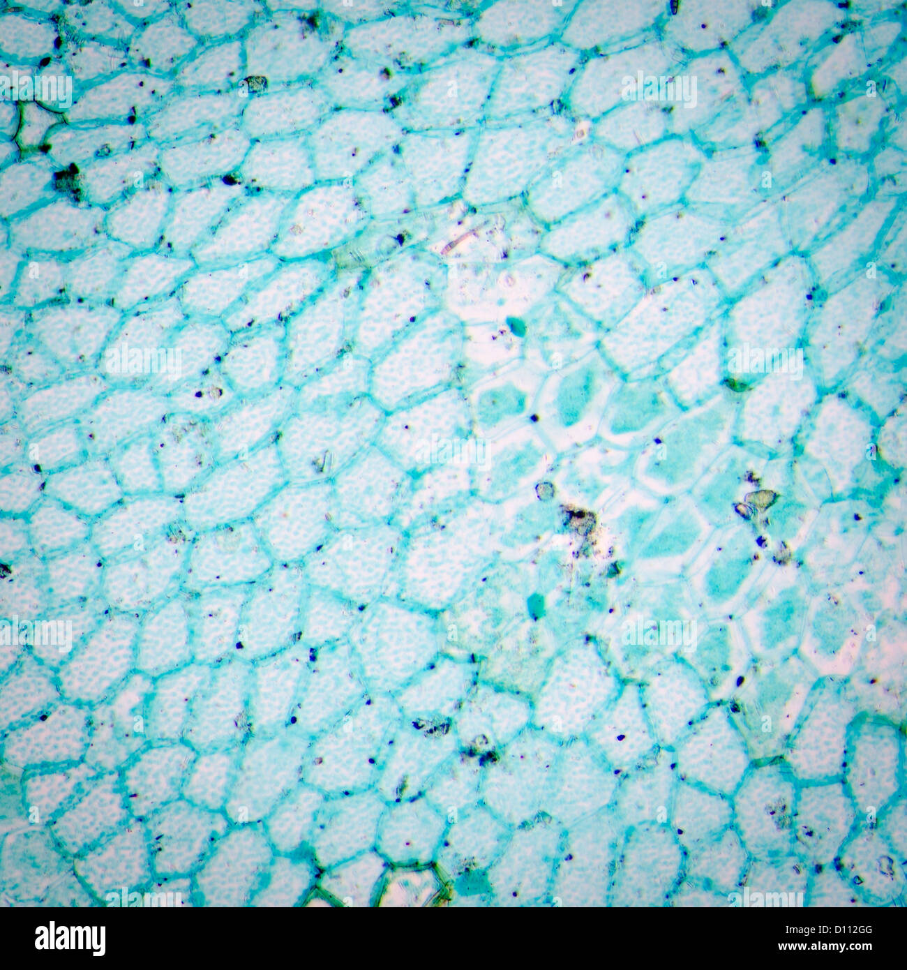 Nuovo sporofito di foglia di felce prothallium, micrografia di luce, 50X Foto Stock