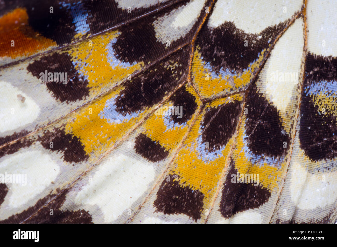 Ala di farfalla modello dettaglio texture di sfondo Foto Stock Ala di farfalla modello dettaglio texture di sfondo Foto Stock