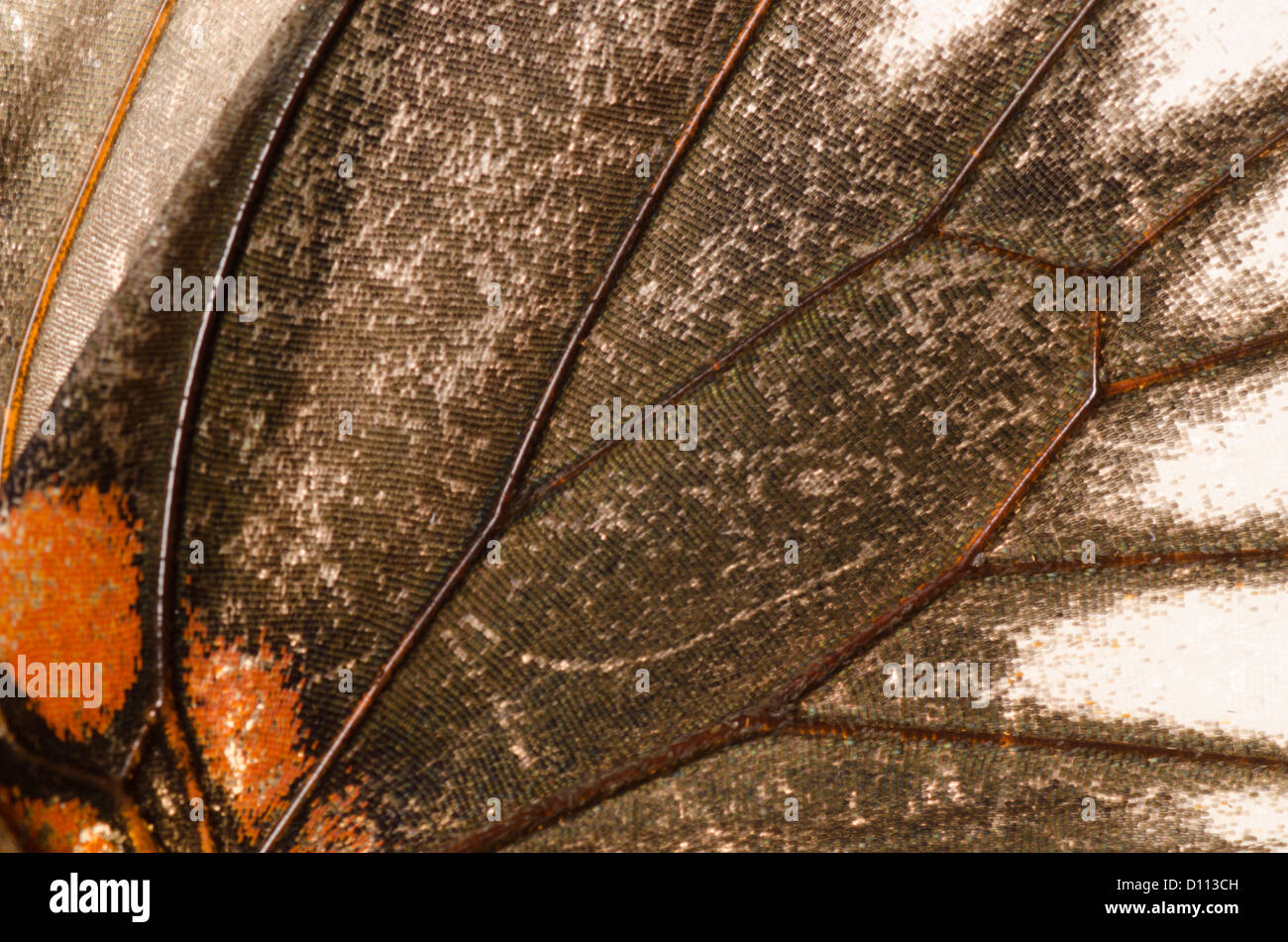 Ala di farfalla modello dettaglio texture di sfondo Foto Stock Ala di farfalla modello dettaglio texture di sfondo Foto Stock
