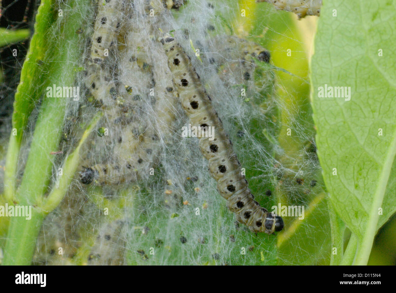 Mandrino ermellino (Yponomeuta cagnagella) bruchi su un mandrino (Euonymus europaeus) boccola Foto Stock