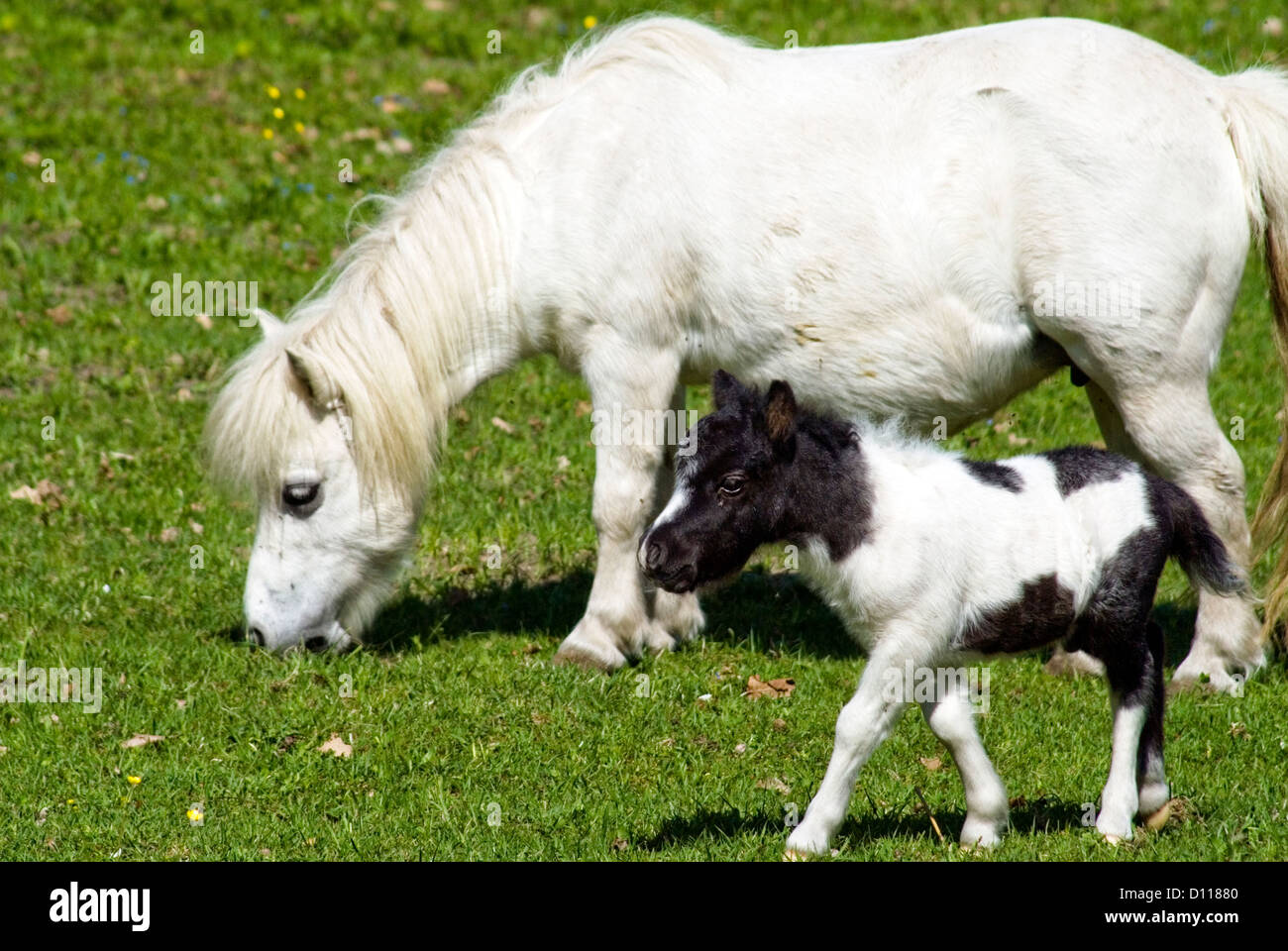 Bianco cavallo in miniatura mare e puledro in piedi sul prato |  Miniaturpferd-Stute und Fohlen Foto stock - Alamy