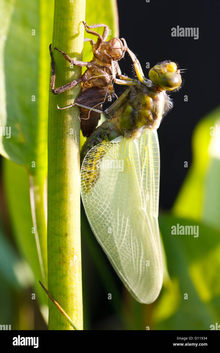 Ampia corposo Chaser Dragonfly (Libellula depressa). Appena emerse adulto in appoggio su esso è esuvia. Shropshire, Inghilterra. Maggio. Foto Stock