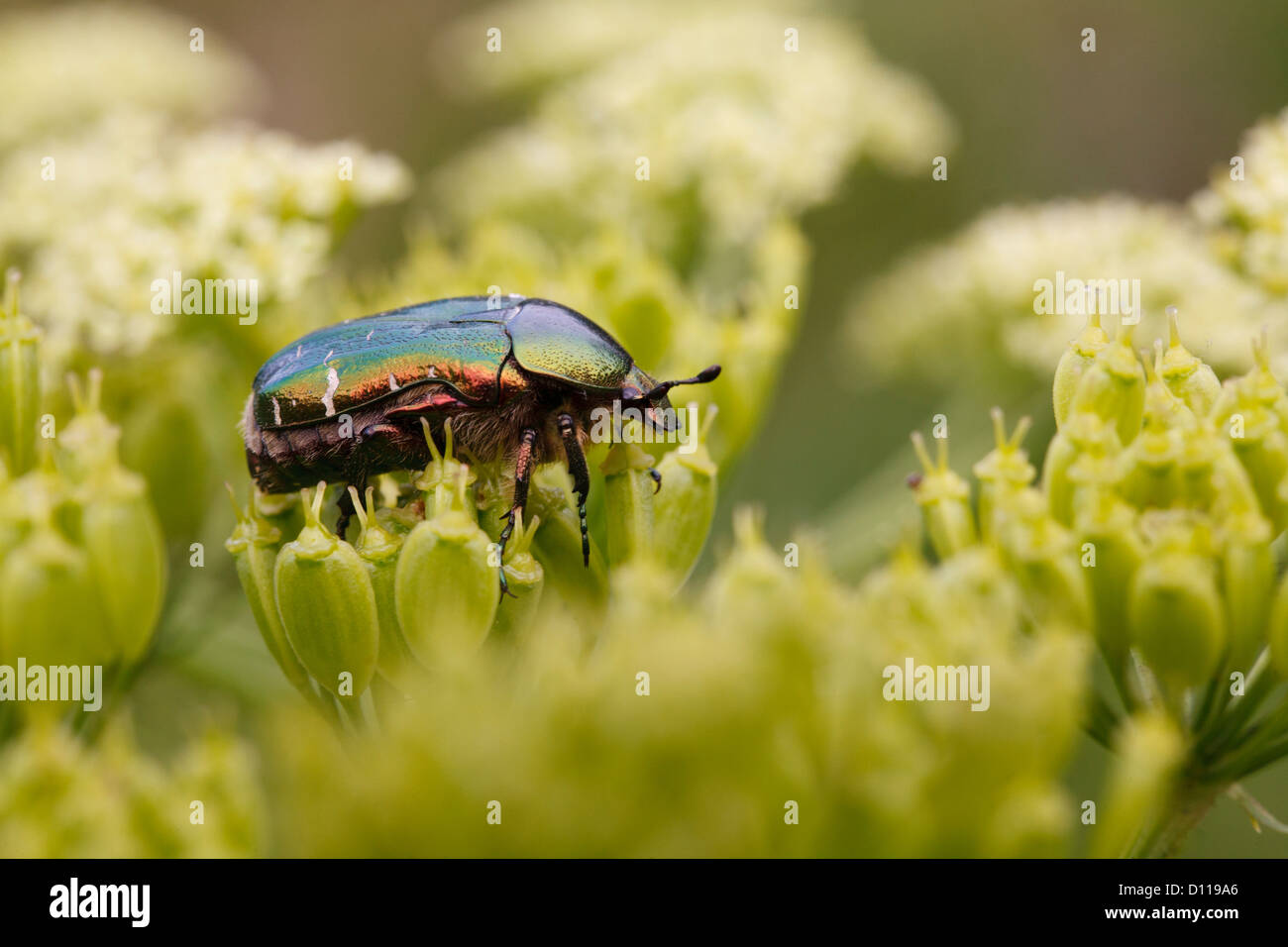 Rose-chafer (Cetonia aurata) coleottero adulto sui semi di un umbellifer. Sul Causse de Gramat, lotto regione, Francia. Giugno Foto Stock