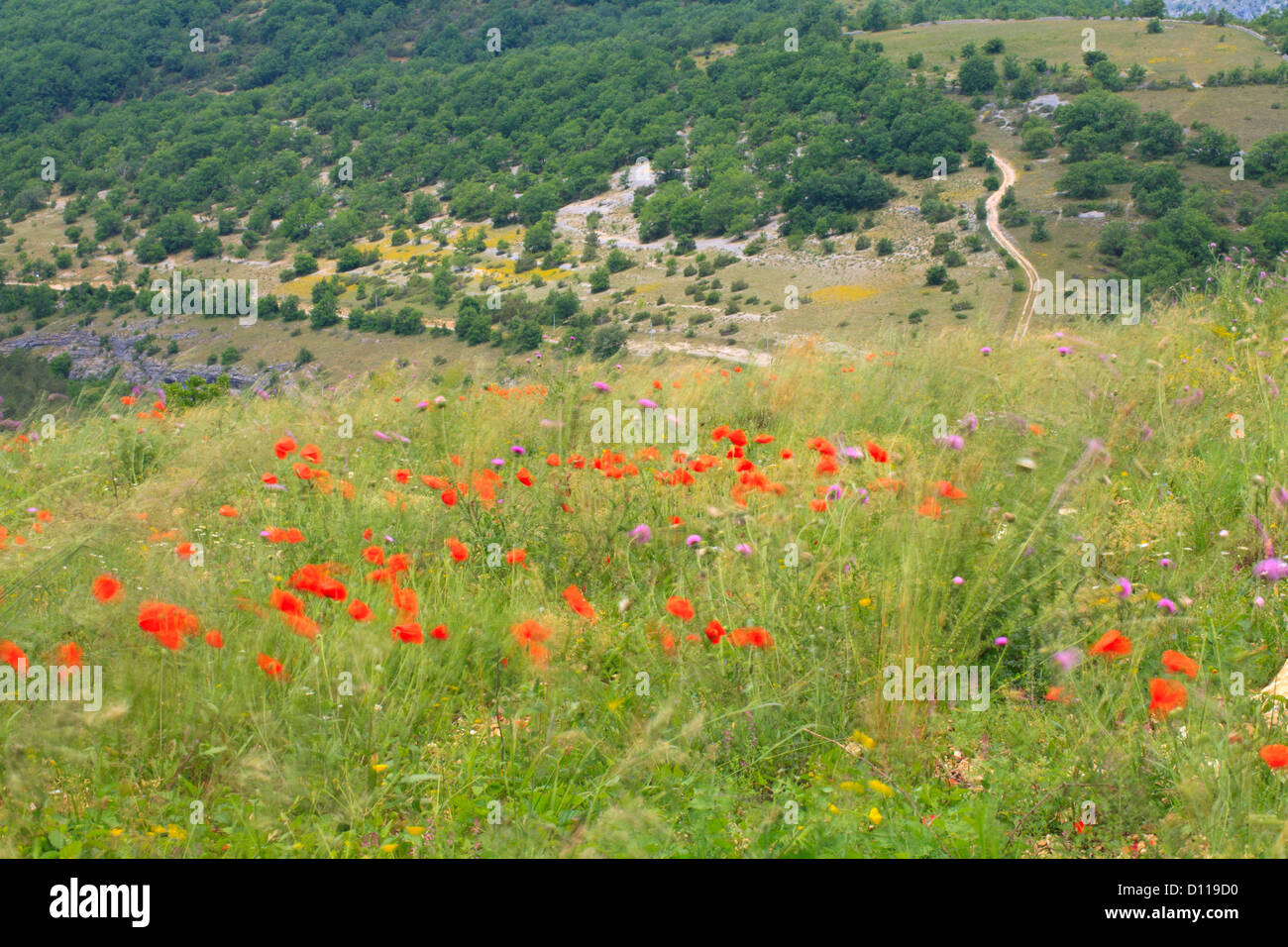 Disturbati habitat di massa con la fioritura del mais di papavero (Papaver rhoeas) e muschio di cardi (Carduus nutans) in una giornata di vento. La Francia. Foto Stock