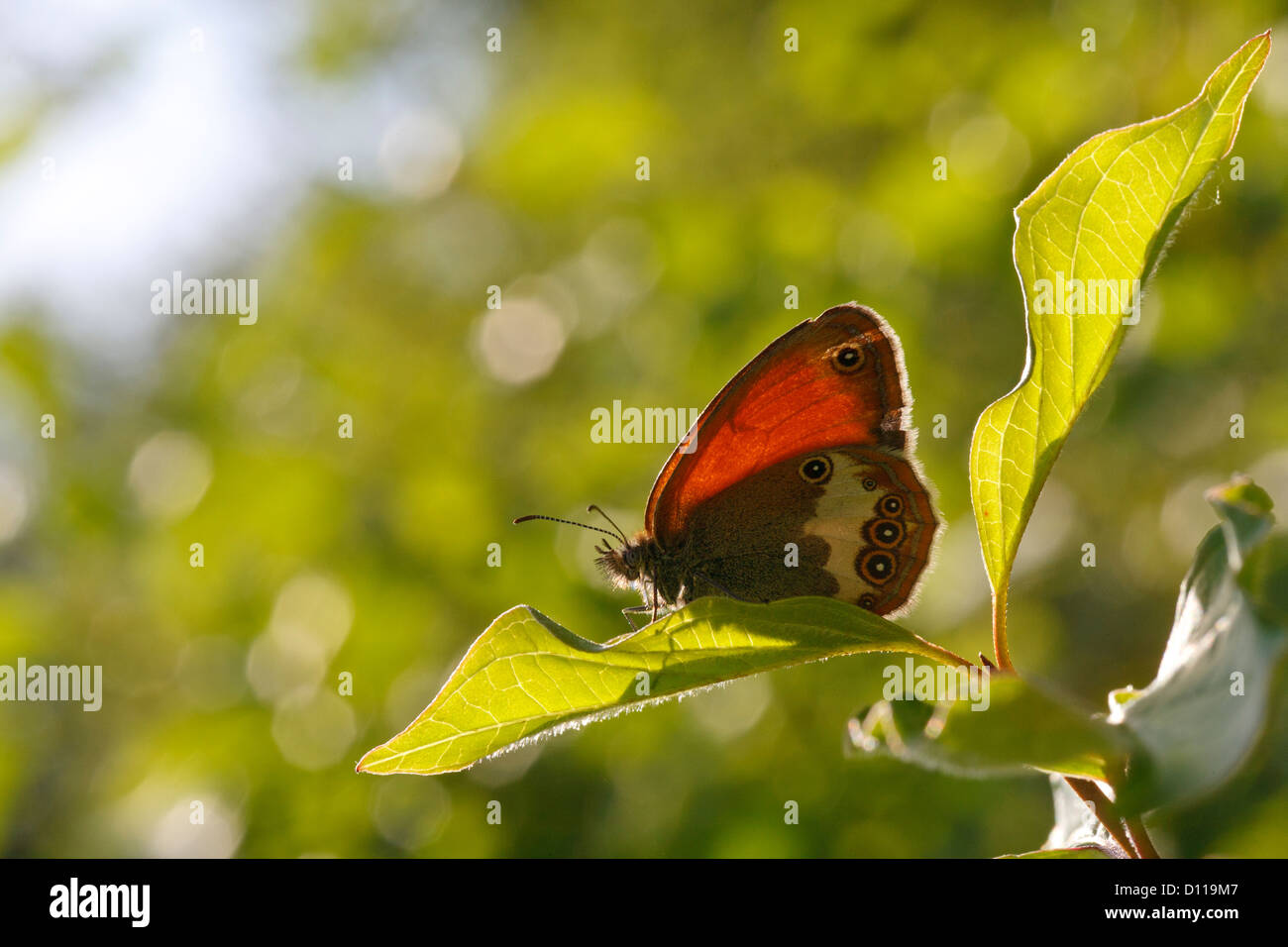 La brughiera di perla butterfly (Coenonympha arcania) crogiolarvi al sole su una foglia di corniolo. Sul Causse de Gramat, lotto regione, Francia. Foto Stock