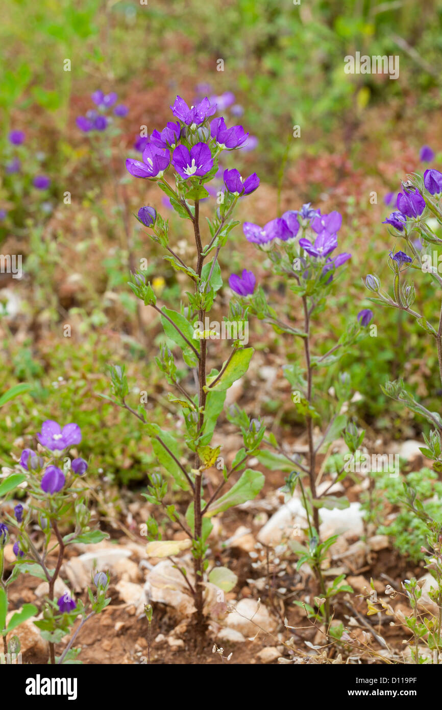 A FIORE GRANDE Venere in cerca di vetro (Legousia speculum-veneris) fioritura sul bordo di un campo arabile. Lozère, Francia. Foto Stock