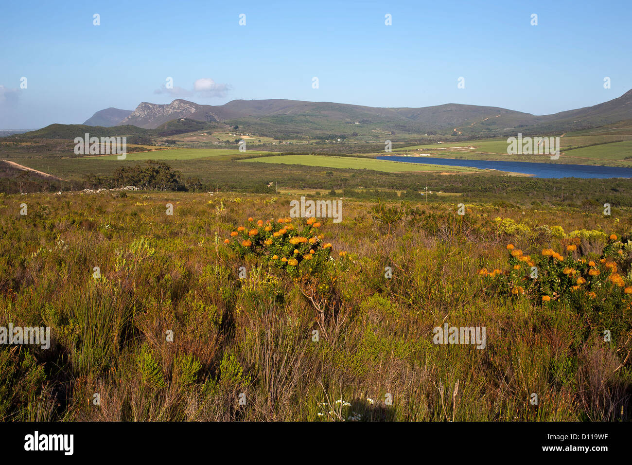 Cape fynbos paesaggio Foto Stock