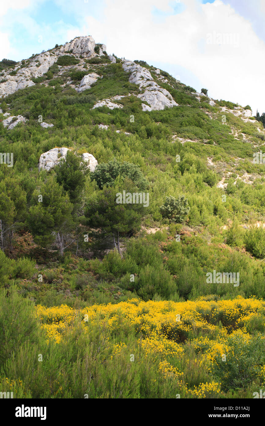 Habitat - Colline di pietra calcarea e garrigue con ginestra odorosa fioritura . Premio Chaîne des Alpilles, Provenza, Francia. Foto Stock