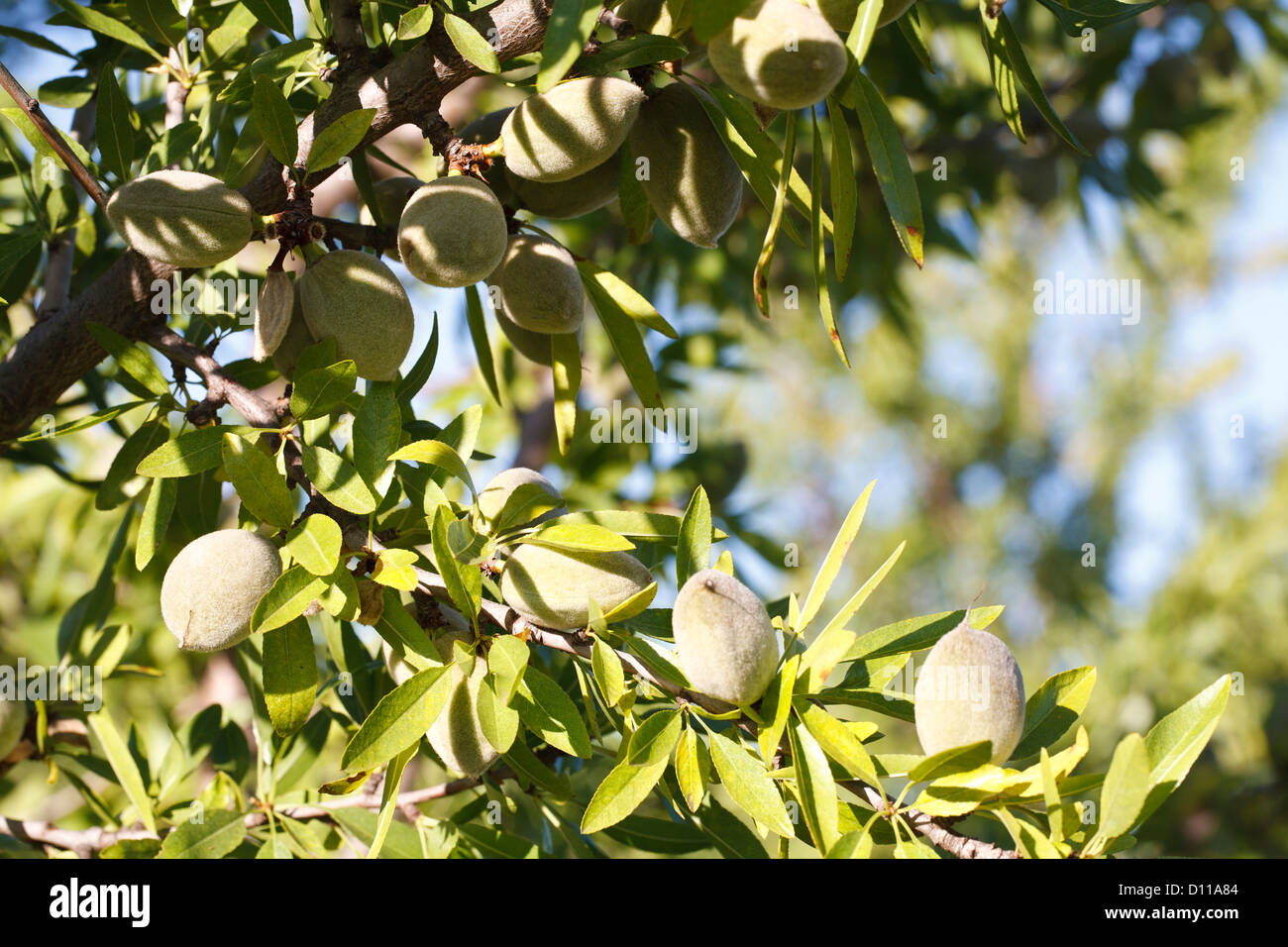 Almond (Prunus dulcis) frutta formando su alberi in un frutteto. Bouches-du-Rhône, Provenza, Francia. Giugno. Foto Stock