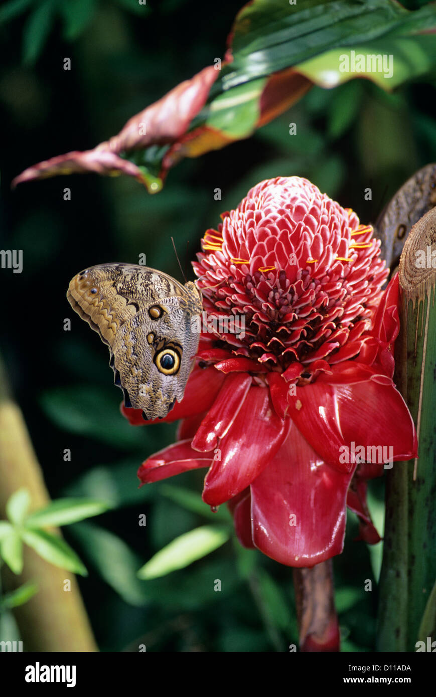 Farfalla Civetta Caligo Idomeneo e torcia zenzero BLOOM COSTA RICA Foto Stock