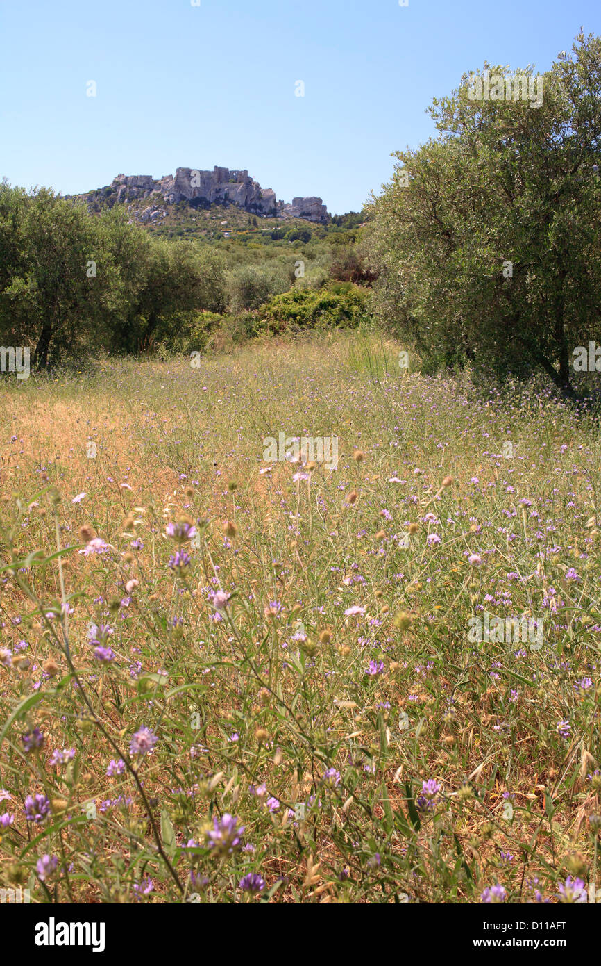 Fiori Selvatici in un ulivo (Olea europea) orchard sotto il Château des Baux, Les Baux-de-Provence, Bouches-du-Rhône, Provenza. Foto Stock