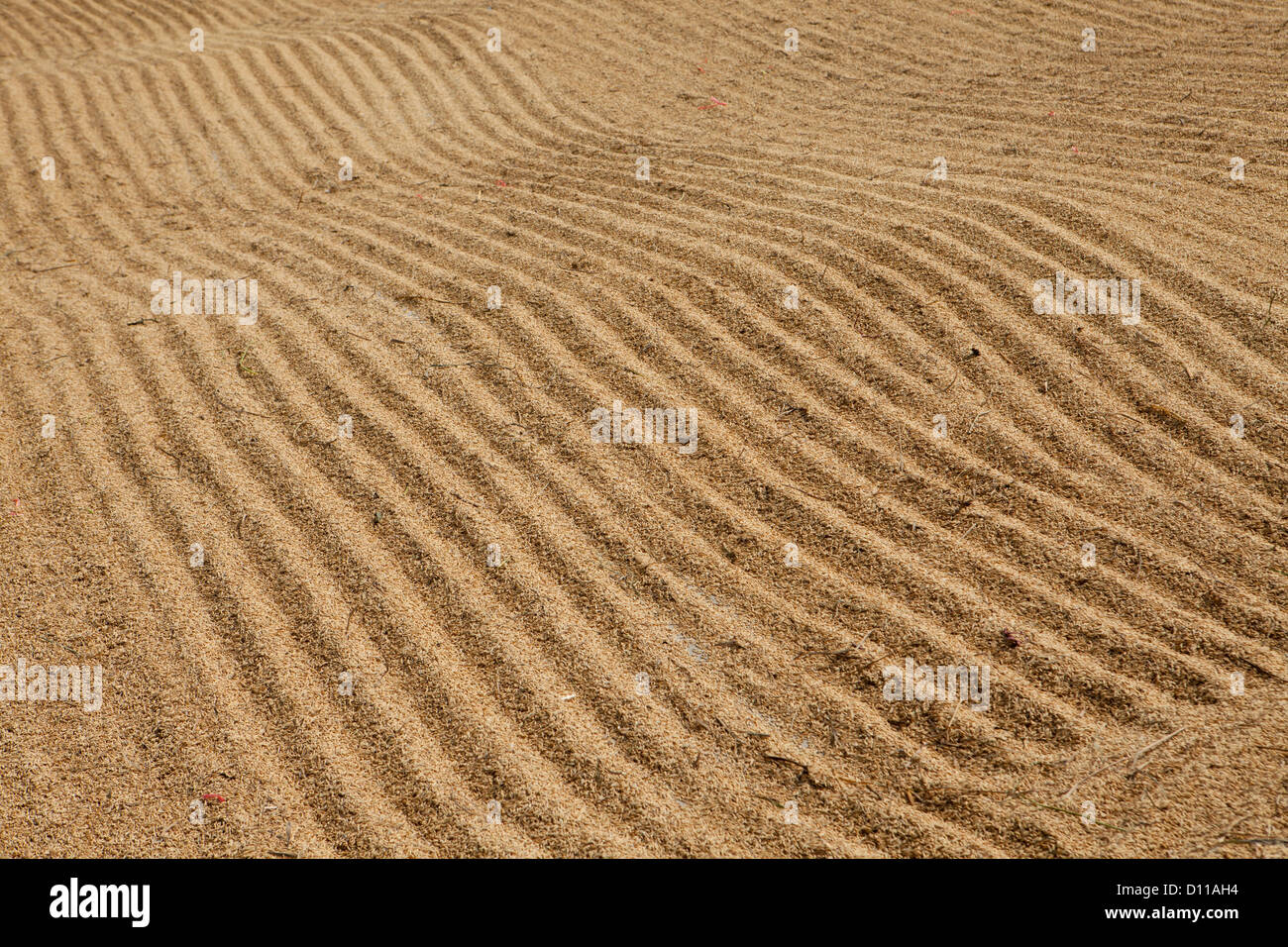 Riso modellata mediante la trazione di un rastrello attraverso i grani durante essiccazione al sole. Cikarang, Indonesia Foto Stock