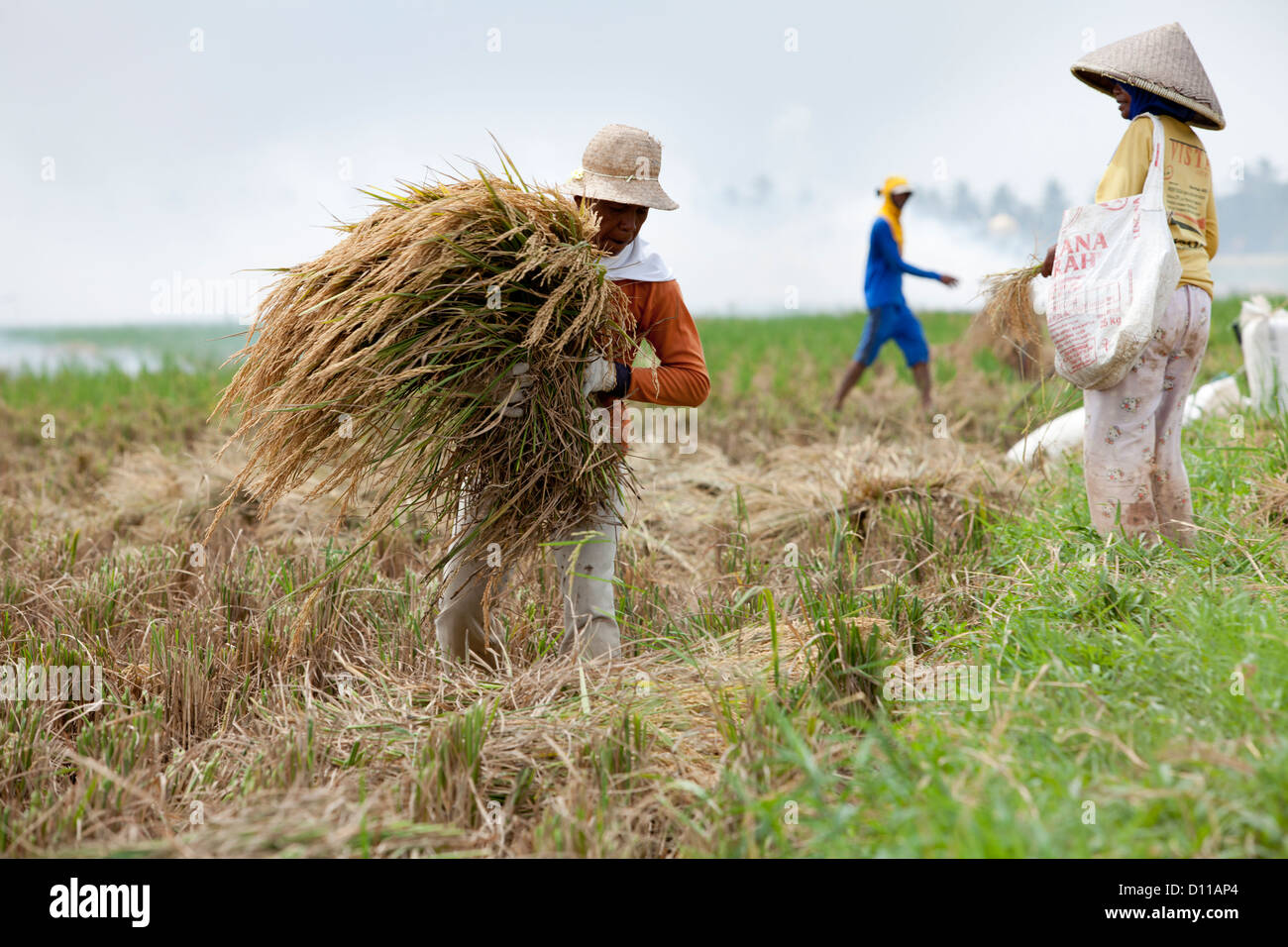 Lavoratori la mietitura del riso vicino Cikarang, Java. Indonesia Foto Stock