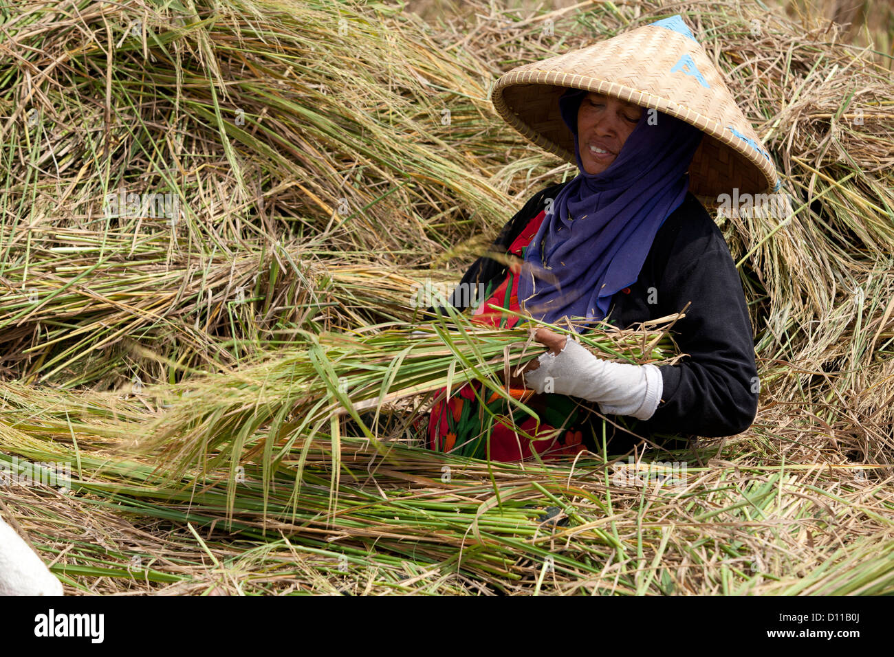 Lavoratori la mietitura del riso vicino Cikarang, Java. Indonesia Foto Stock