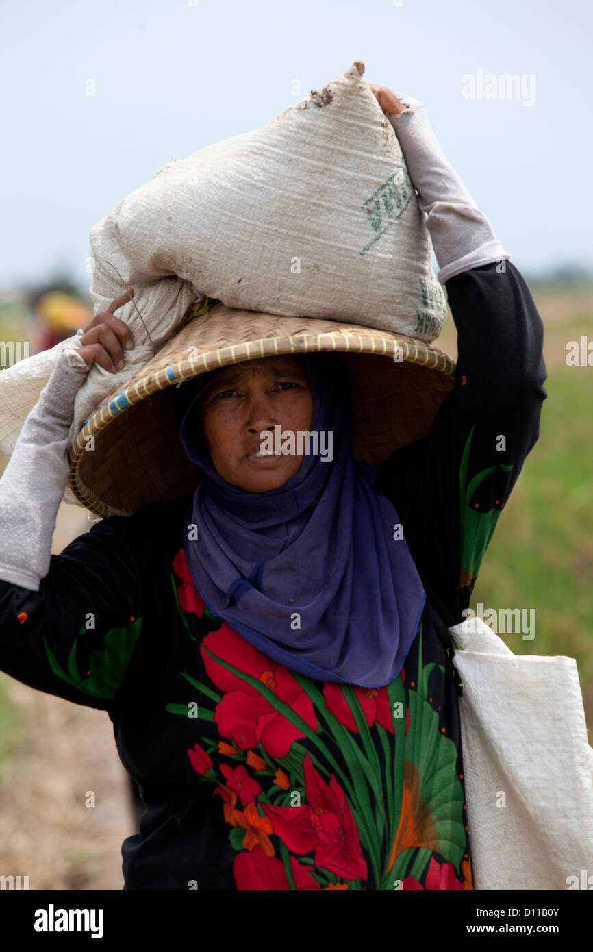 Lavoratori la mietitura del riso vicino Cikarang, Java. Indonesia Foto Stock