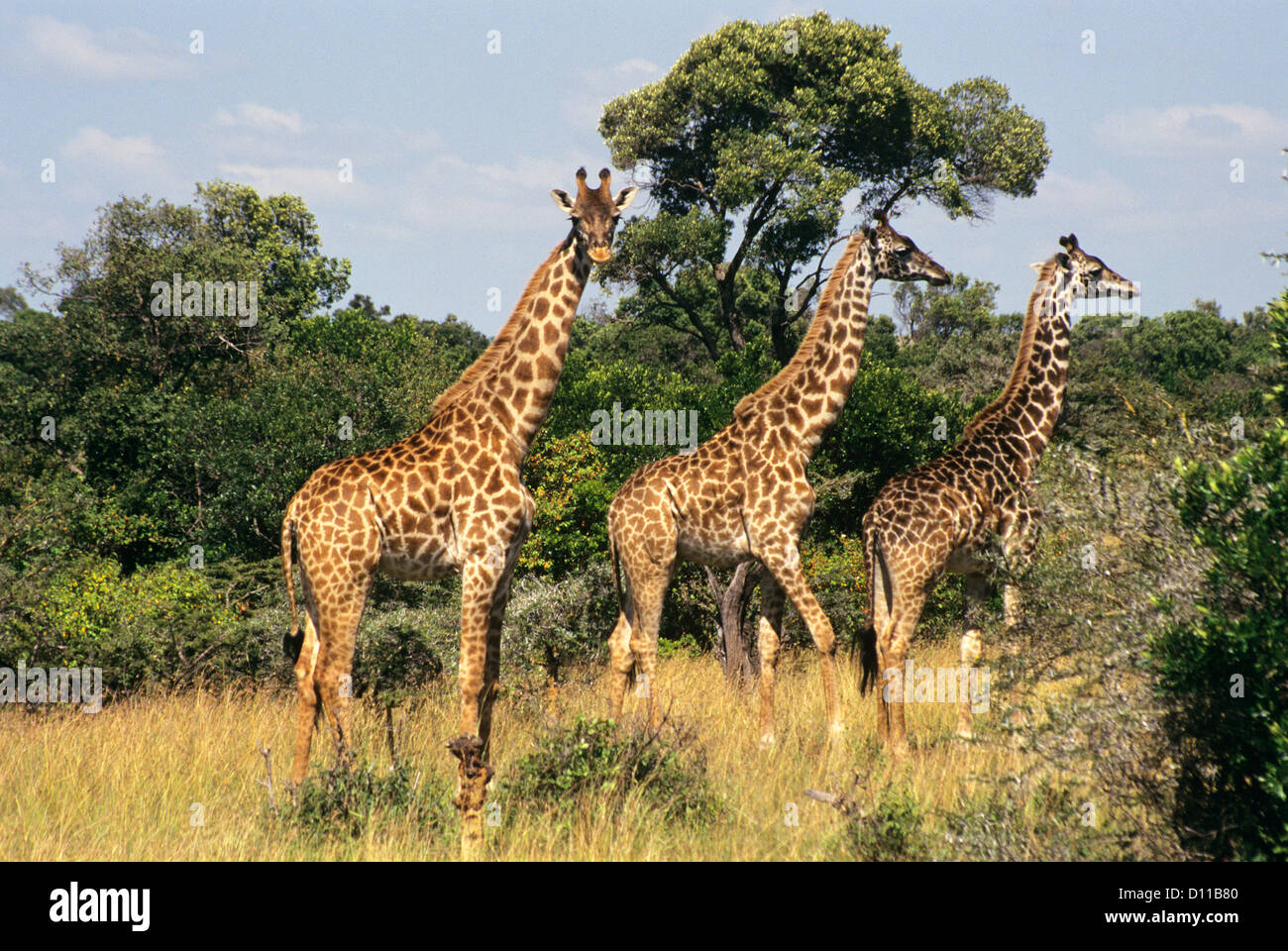 Kenya Africa masai Mara game reserve 3 giraffe Foto Stock