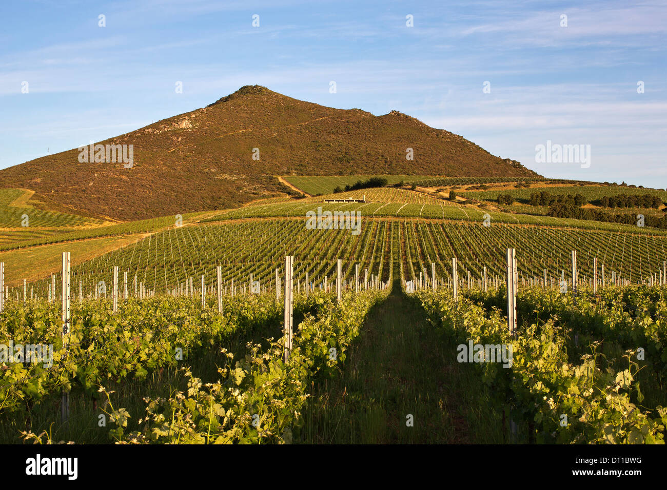 Winelands con la montagna Foto Stock