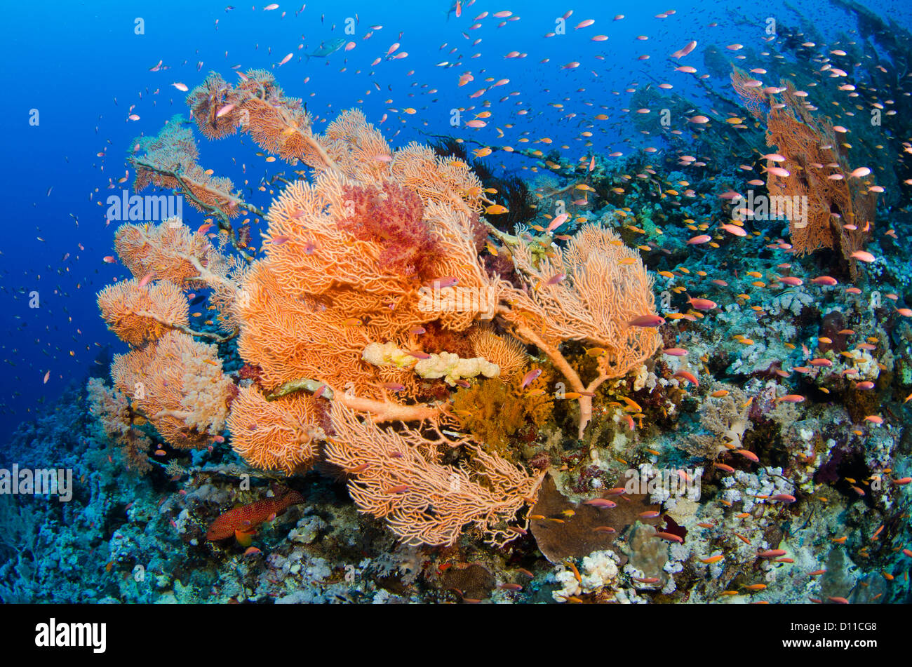 Tipico Red Sea Coral reef, Panorama Reef, Safaga, Egitto, Mar Rosso, Oceano Indiano Foto Stock